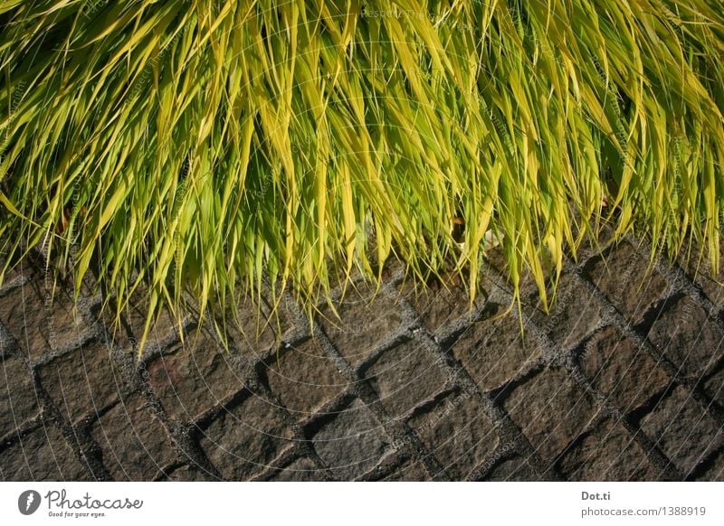 randbegrünt II Natur Pflanze Gras Garten Park Wege & Pfade Stein üppig (Wuchs) Kopfsteinpflaster Wegrand übergriffig bewachsen ausufernd Farbfoto Außenaufnahme