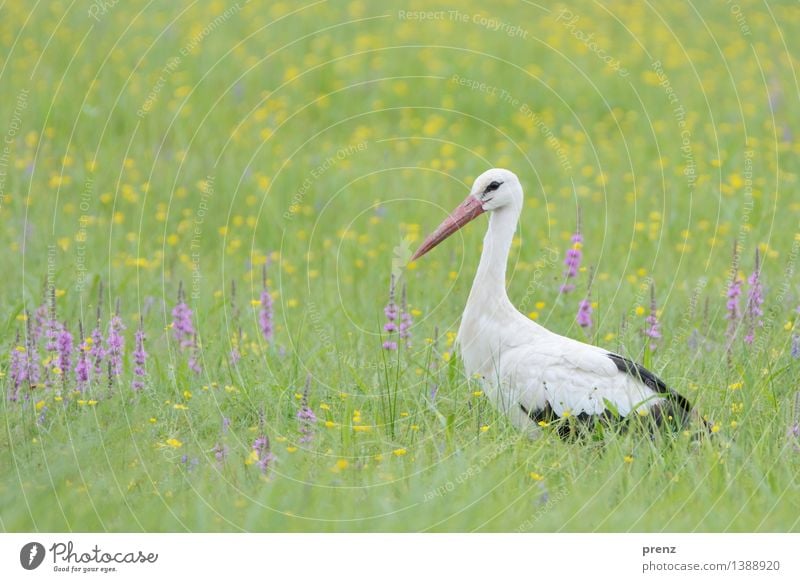 Storchenblick Umwelt Natur Landschaft Tier Frühling Sommer Schönes Wetter Gras Wiese Feld Wildtier Vogel 1 grün Storchendorf Linum Farbfoto Außenaufnahme