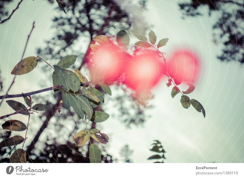 Was war noch im Hagebuttentee? Umwelt Natur Herbst Pflanze Baum Blume Rose Blatt Garten leuchten verrückt trashig rot Unschärfe Hundsrose Frucht Farbfoto