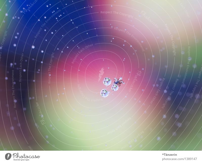 sie trinkt mal nen Schluck Natur Tier Urelemente Wassertropfen Regen Garten Park Wiese Feld Wald Spinne 1 ästhetisch frisch natürlich schön mehrfarbig Tau