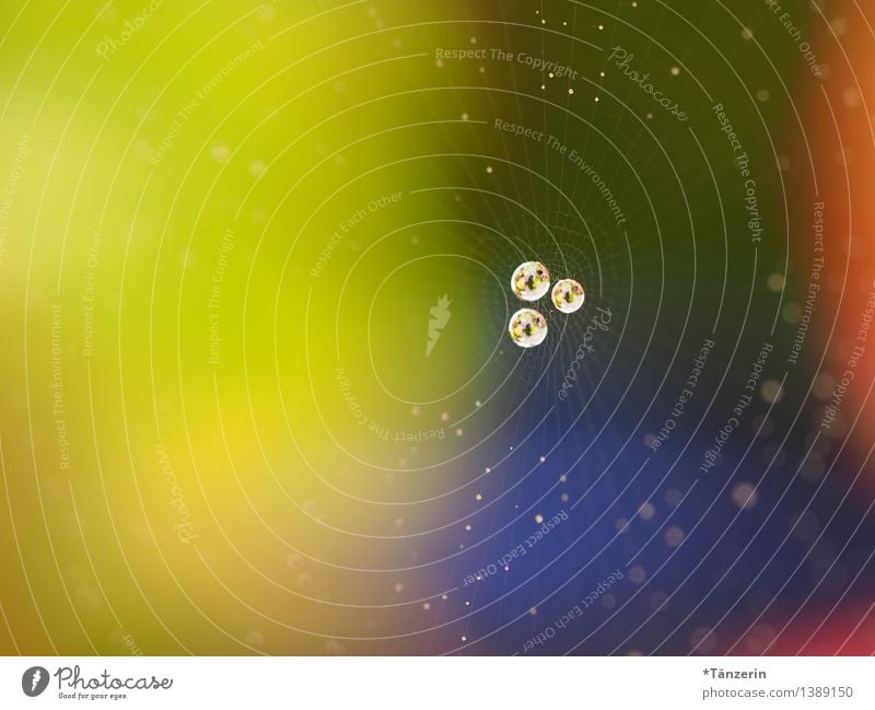 Perlen im Netz II Natur Wassertropfen Herbst Wetter Garten ästhetisch frisch schön blau gelb Tau Spinnennetz Farbfoto mehrfarbig Außenaufnahme Makroaufnahme