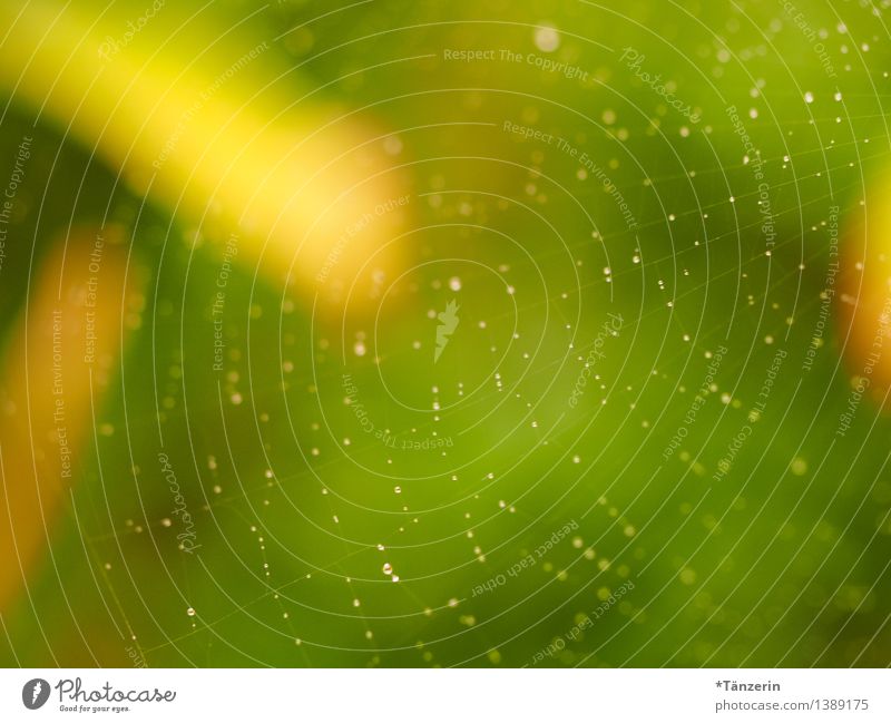 Netzwerk II Natur Sommer Herbst Schönes Wetter Garten Park ästhetisch Fröhlichkeit frisch natürlich positiv schön gelb grün achtsam ruhig zart Spinnennetz Tau