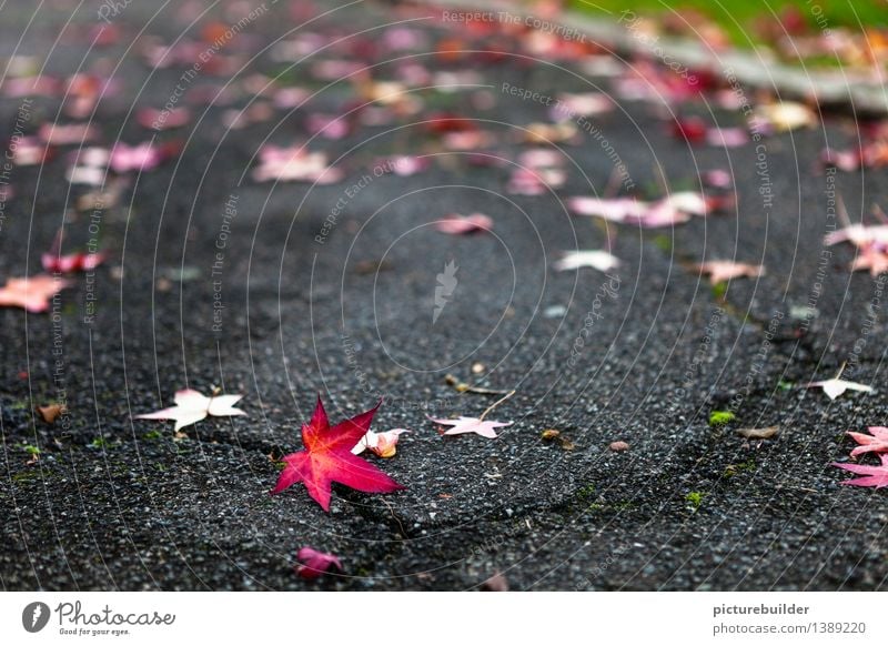 rotes Blatt Herbst Park Wege & Pfade alt liegen grün schwarz ruhig Vergänglichkeit Senior Farbe Natur Farbfoto Außenaufnahme Textfreiraum links