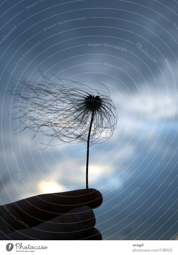 Was immer es ist Finger Hand trocken Wind Wolken schlechtes Wetter Schatten Daumen Zeigefinger Licht Lichtspiel Herbst Vergänglichkeit Dingsda Himmel blau