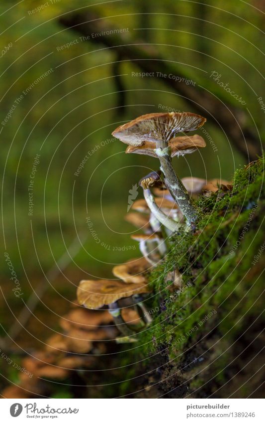 noch ein Pilz wandern Landwirtschaft Forstwirtschaft Natur Herbst Wald braun grün Idylle Umweltschutz Zusammenhalt Farbfoto Außenaufnahme Menschenleer