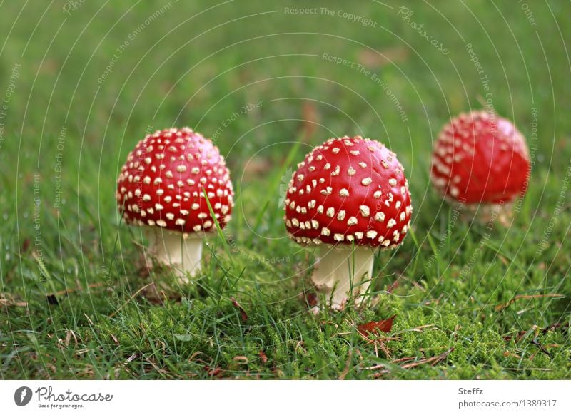 drei Glücksbringer Fliegenpilze Pilze Amanita muscaria giftige Pilze rote Pilze niedlich September Herbstbeginn herbstlich Märchen märchenhaft Rotkäpchen