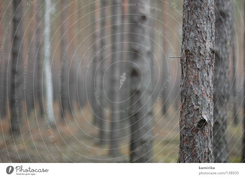 rohbau Winter Raum Umwelt Natur Landschaft Klima Baum Wald Traurigkeit Trauer Gesellschaft (Soziologie) Perspektive Baumrinde Dimension Nadelbaum Kiefer Säule