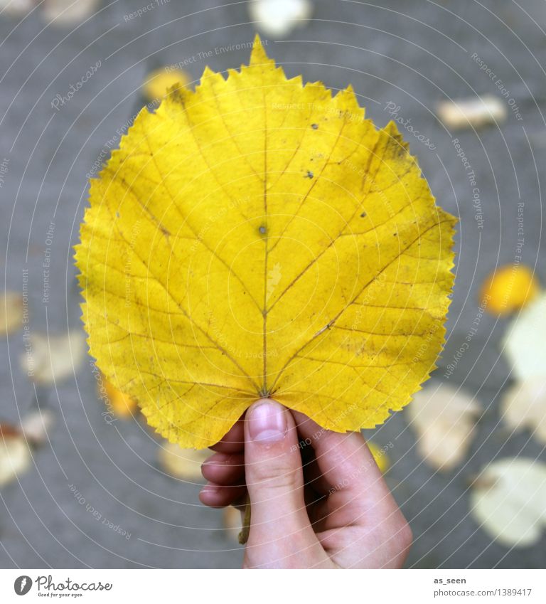 Goldstück Kindheit Leben Hand Finger Umwelt Natur Erde Herbst Baum Blatt Linde Lindenblatt Blattadern Herbstlaub Park Straße festhalten leuchten ästhetisch hell