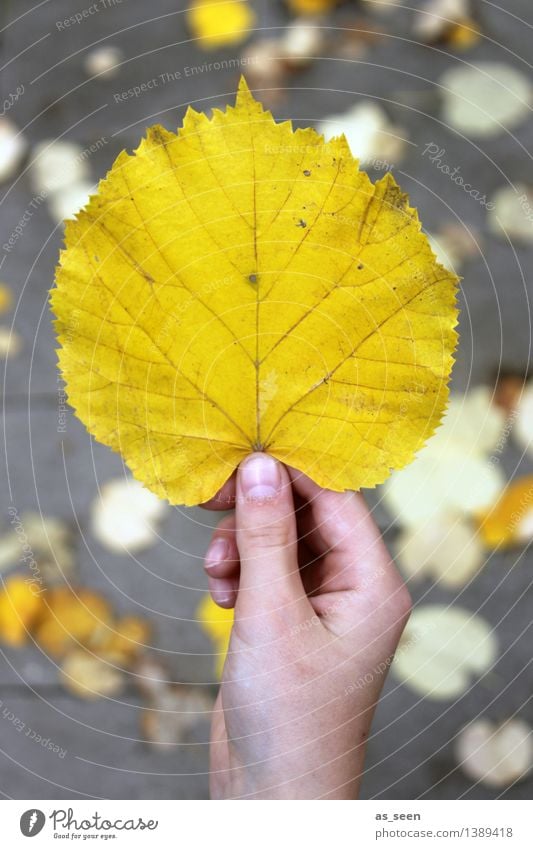 Gold Kindheit Leben Hand Finger Umwelt Natur Pflanze Erde Herbst Blatt herbstlich Herbstlaub Herbstfärbung Lindenblatt festhalten leuchten ästhetisch