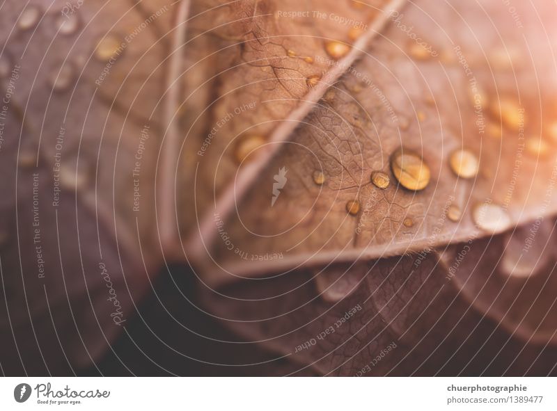 D r o p s. . . Umwelt Natur Wassertropfen Sonnenlicht Herbst Schönes Wetter Regen Baum Blatt ästhetisch natürlich schön braun gelb gold orange Farbfoto