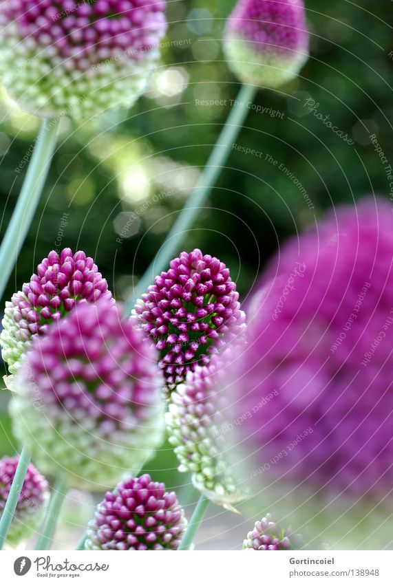 Mittendrin harmonisch Umwelt Natur Pflanze Frühling Sommer Blume Blüte rund schön grün violett Blütenknospen Lichtfleck Blütenpflanze Trommelstocklauch