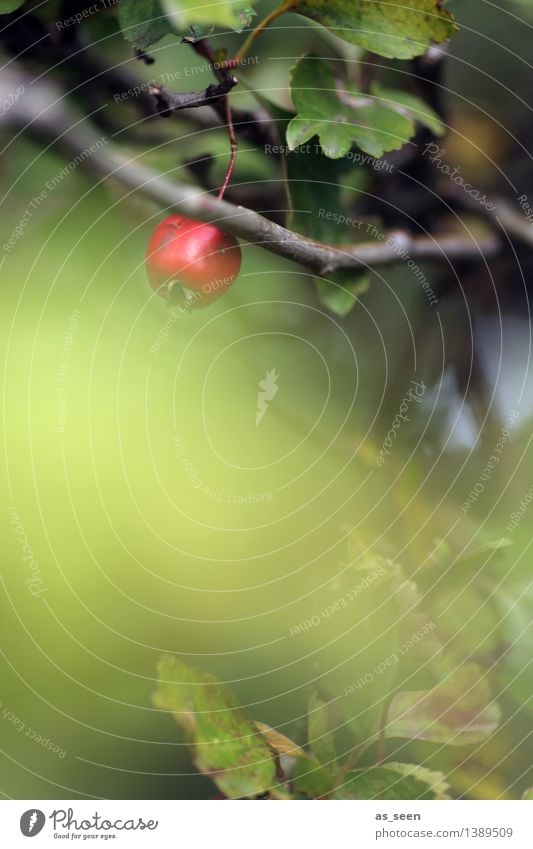 Weißdorn im Herbst Wellness harmonisch ruhig Umwelt Natur Sommer Pflanze Sträucher Blatt Beeren Weissdorn Garten Park Frucht hängen leuchten authentisch einfach