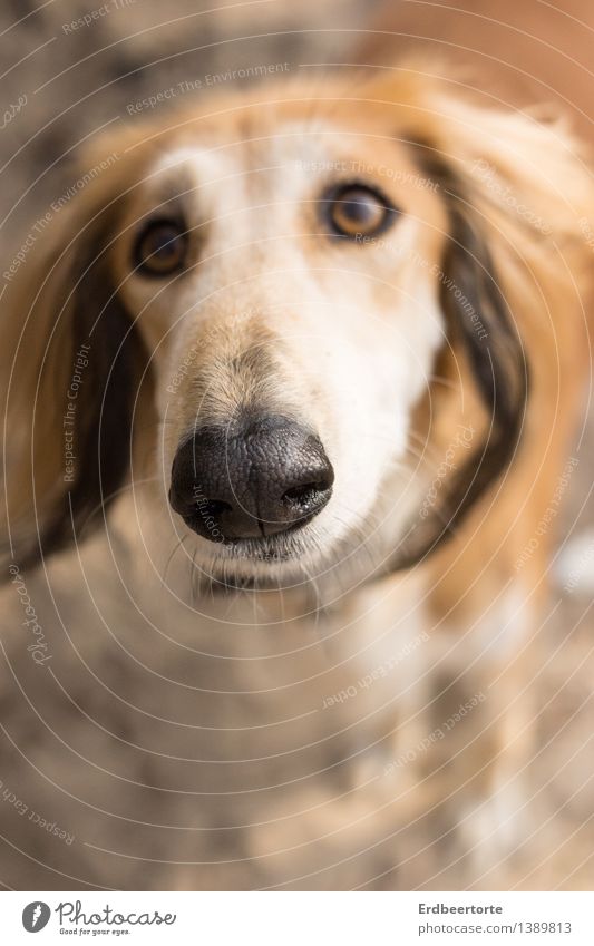 Unschuldslamm Tier Haustier Hund 1 schön Neugier niedlich braun Tierliebe Saluki unschuldig Freundschaft Schnauze Farbfoto Gedeckte Farben Außenaufnahme