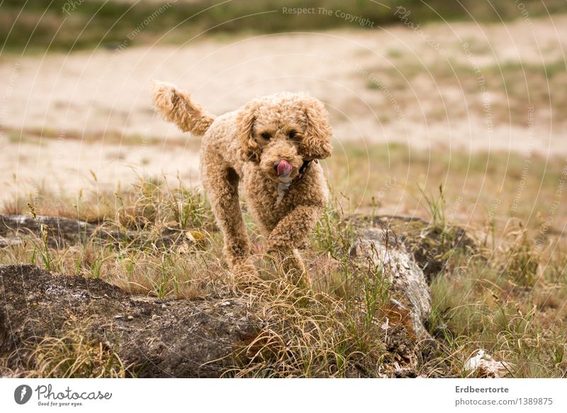 Pudelwohl Natur Landschaft Tier Haustier Hund 1 laufen toben niedlich Geschwindigkeit wild braun Lebensfreude Aktion Freude Farbfoto Gedeckte Farben