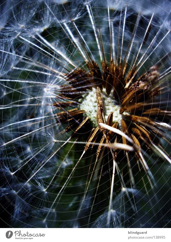 Pustekuchen Sommer Löwenzahn dunkel Gegenlicht träumen Samen Fallschirm Unschärfe Denken genießen Dämmerung glänzend weiß zart Pflanze Tier Botanik