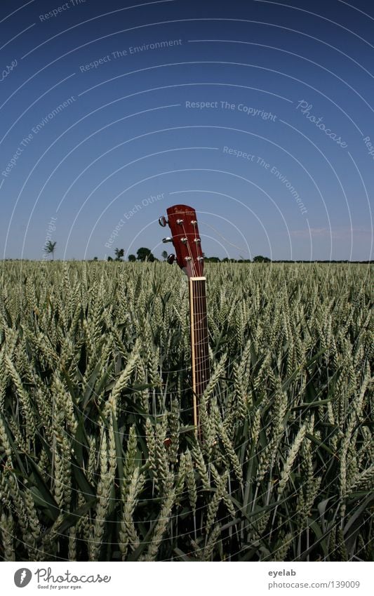 6-Saitiges Unkraut Feld Landwirtschaft Mechanik Saite Saiteninstrumente Roggen Weizen Hafer Hirse Sommer Horizont Schönes Wetter Ernährung Pflanze grün Holz