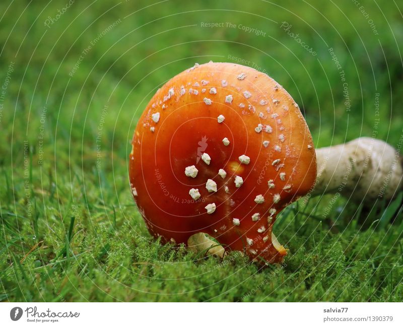 Dem Ende entgegen Umwelt Natur Tier Erde Herbst Moos Fliegenpilz Pilzhut Wiese dehydrieren kaputt Krankheit grün rot weiß Perspektive Tod Vergänglichkeit