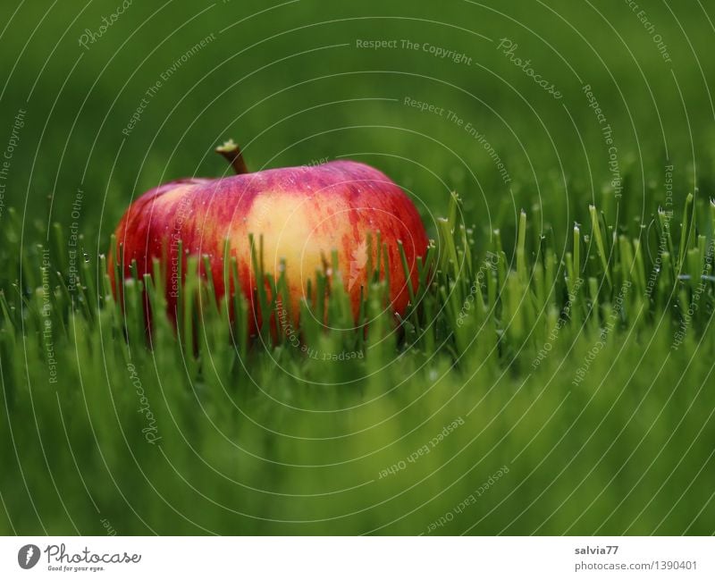 Apfel im Gras Frucht Alternativmedizin Gesunde Ernährung Umwelt Tier Erde Herbst Pflanze Grünpflanze Wiese leuchten liegen fest frisch Gesundheit gut lecker