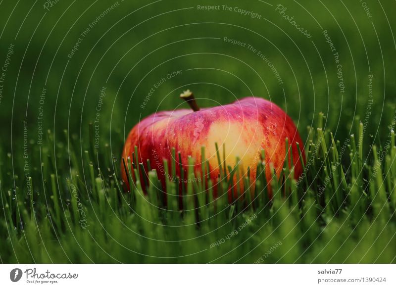 Apfel im Grünen Lebensmittel Frucht Natur Tier Erde Herbst Gras Grünpflanze Wiese leuchten liegen frisch Gesundheit lecker positiv saftig süß grün orange rot