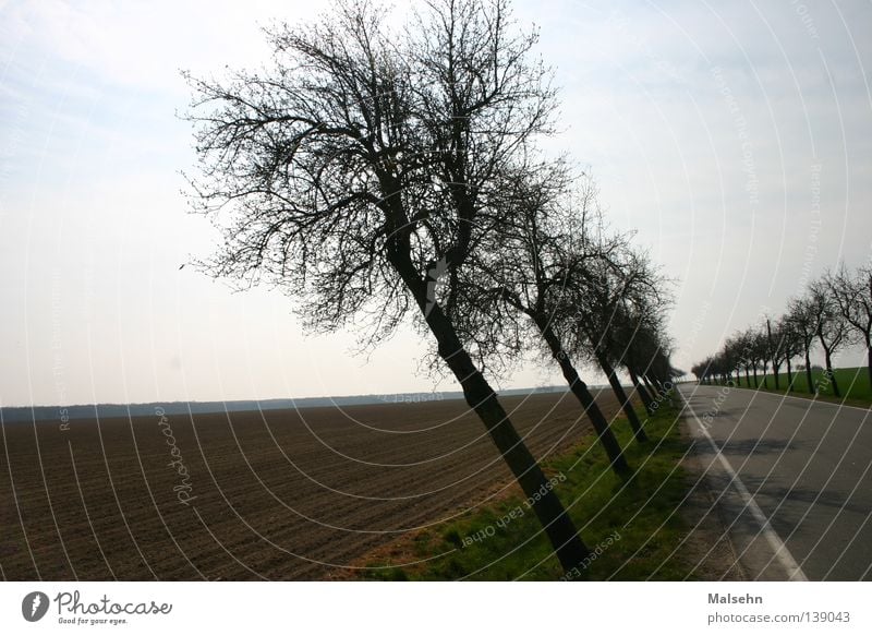 schräge Allee Baum Feldrand Außenaufnahme Verkehrswege Straße Strassenbäume verrückt Neigung