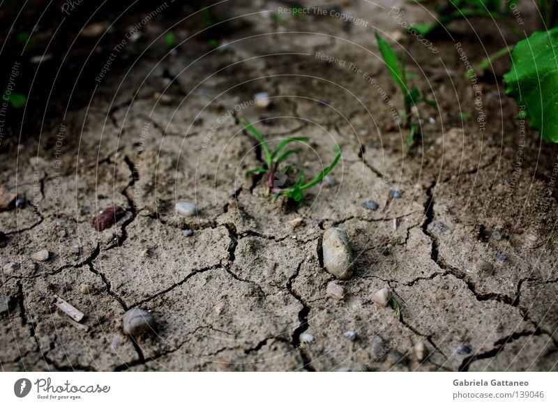 trocken Farbfoto Leben Erde Sand Regen Gras Wiese Feld Stein Wachstum braun grau grün rot Hoffnung Afrika Erdbeben Zwischenraum Lücke Neuanfang Reifezeit