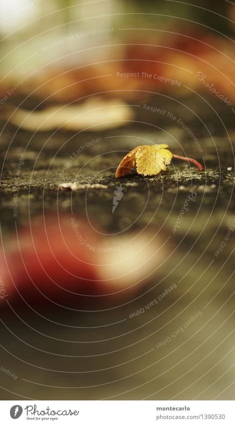 auf der mauer Umwelt Natur Pflanze Herbst Wetter Blatt Grünpflanze Wildpflanze Stein alt dünn authentisch einfach einzigartig kalt klein natürlich trist trocken