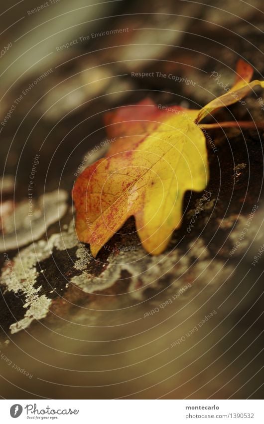 herbst Umwelt Natur Pflanze Urelemente Herbst Baum Blatt Grünpflanze Wildpflanze Baumrinde alt dunkel dünn authentisch einfach kalt klein nah natürlich trist