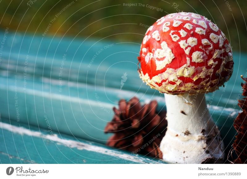 Glückspilz Umwelt Natur Pflanze Herbst Pilz Fliegenpilz Zapfen Glücksbringer Fröhlichkeit blau mehrfarbig rot türkis weiß Euphorie Gift Rauschmittel Naturdroge