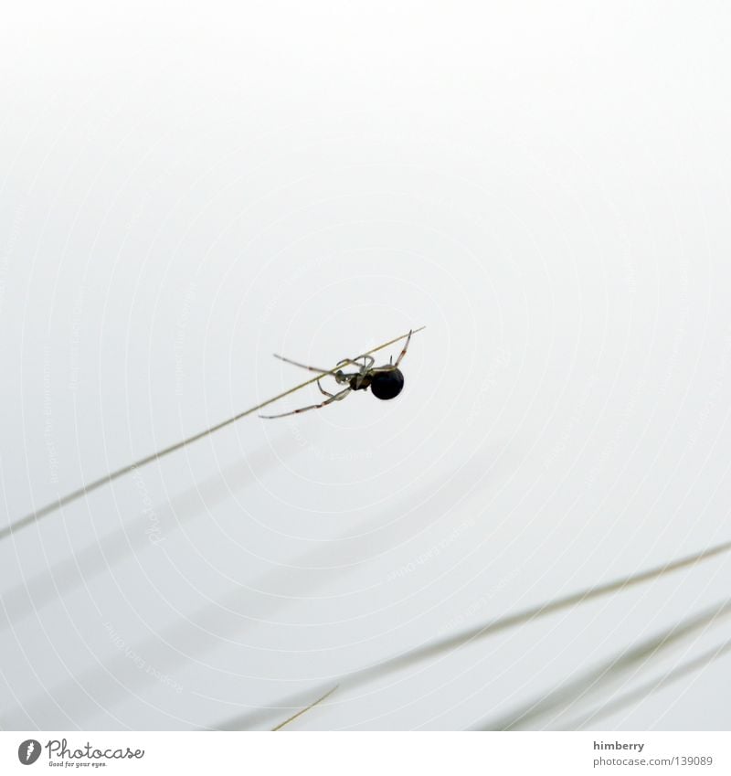 spinner Spinne Tier Gras Halm weiß Feld Park Jäger Wolken Seide krabbeln nützlich Panik Zoo Insekt Sommer spider animal Natur Freiheit webmaster hunter