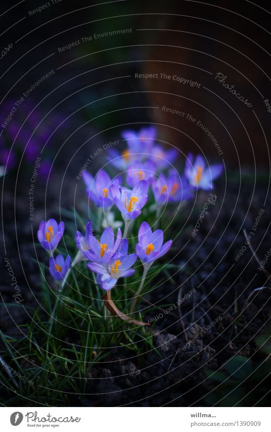 kleine lila Krokusse Frühling Blume Blühend leuchten violett zart Frühlingsblume Frühblüher Pflanze Natur Farbfoto Außenaufnahme Textfreiraum oben