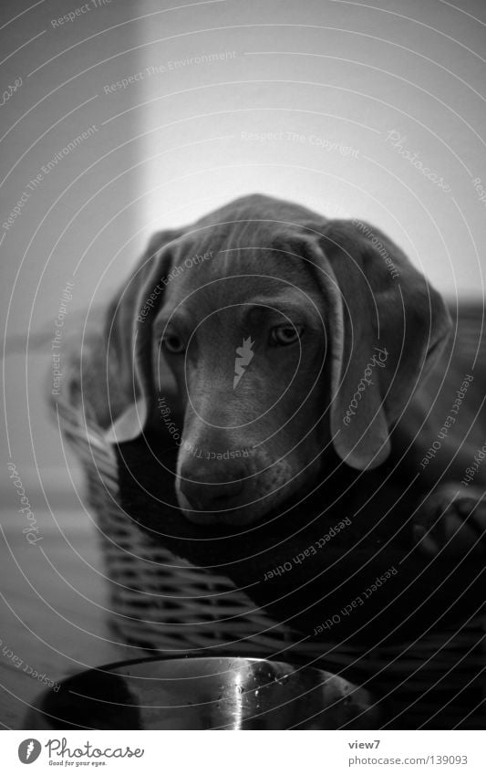 Das Erste. Hund Welpe klein niedlich zart Weimaraner fein unsicher schwarz weiß Jagdhund Schnauze Schwarzweißfoto Säugetier liegen Blick sitzen Nase Auge