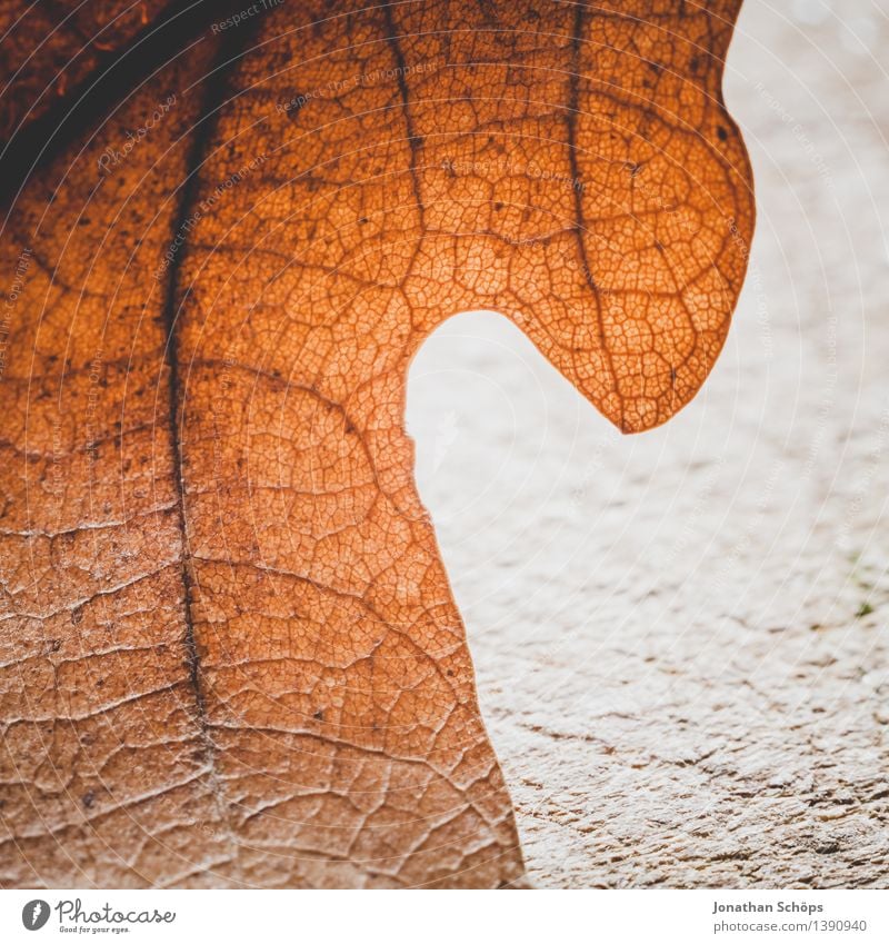 Herbstnähe II Umwelt Pflanze Baum Blatt Wald ästhetisch braun Blattadern Blattfaser Blattunterseite faszinierend Detailaufnahme Leben Wunder Natur achtsam