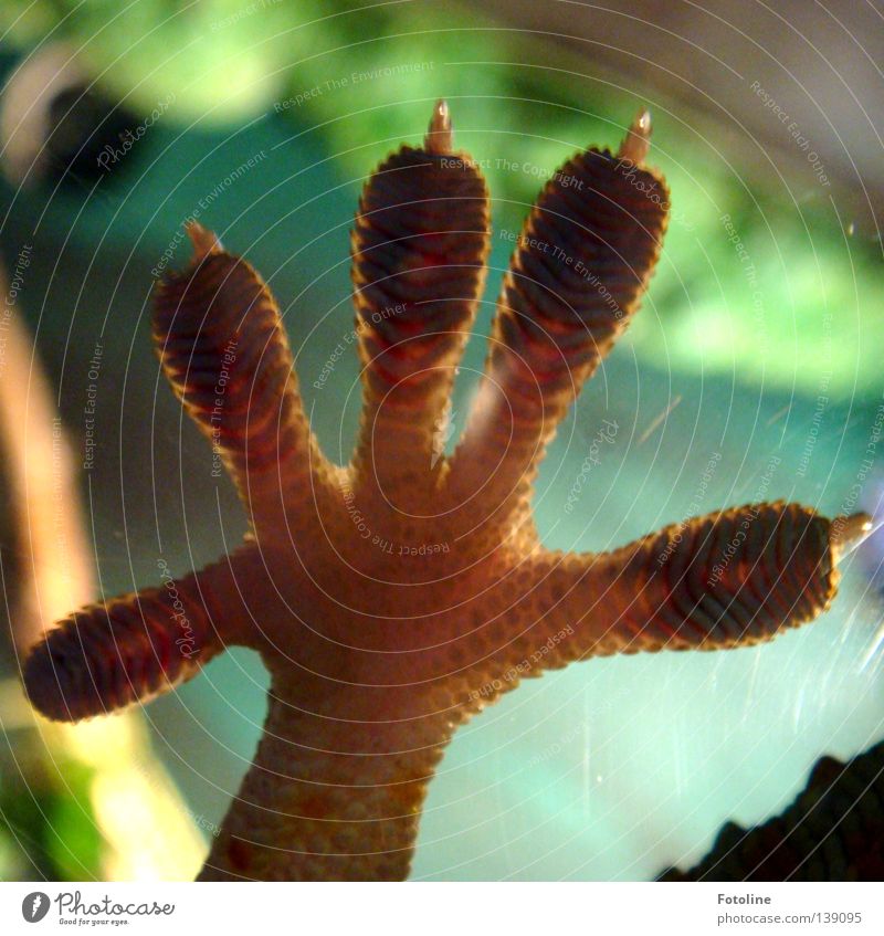 Gib mir 5 - oder der Fuß einer Echse, die an der Innenseite einer Scheibe klebt Zehen Hand Fingernagel Gecko Fingerabdruck grün braun Reptil Fensterscheibe