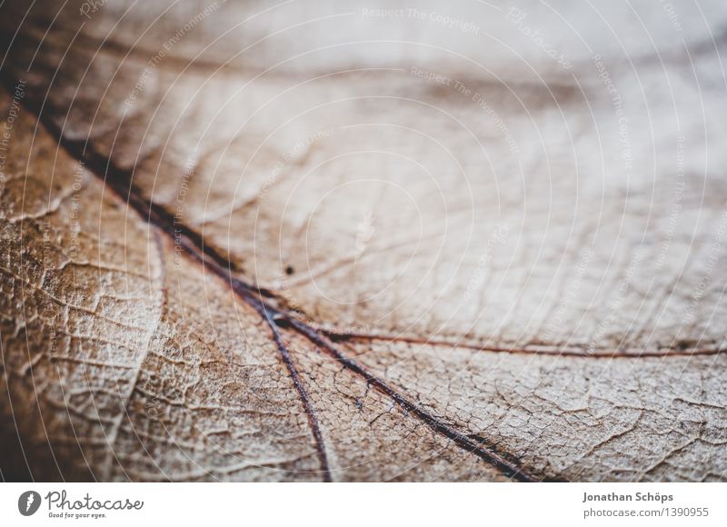 Herbstnähe I Umwelt Pflanze Baum Blatt Wald ästhetisch braun Blattadern Blattfaser Blattunterseite faszinierend Detailaufnahme Leben Wunder Natur achtsam