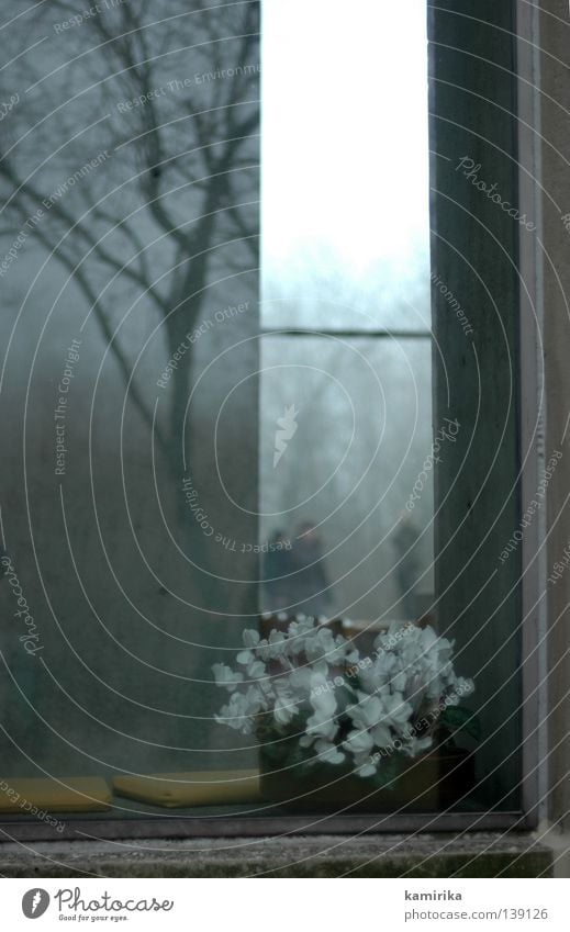 dreifaltigkeit Gebet Winter Reflexion & Spiegelung Baum Trauer Blume Beerdigung Fenster Fensterbrett Haus Beton Gotteshäuser Religion & Glaube Baumstamm trist