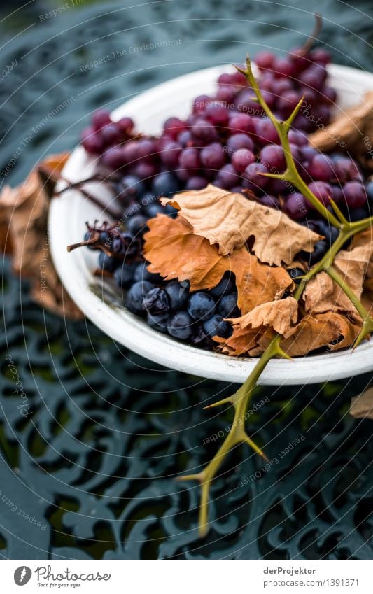 Vergänglichkeit aller Orten Ernährung Vegetarische Ernährung Diät Lifestyle Ferien & Urlaub & Reisen Tourismus Berge u. Gebirge wandern Pflanze Herbst alt