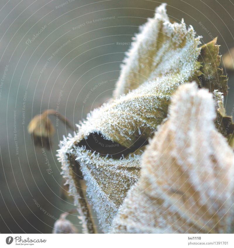 Raureif Natur Pflanze Herbst Schönes Wetter Eis Frost Blume Blatt Herbstanemone Garten Park frieren glänzend genießen außergewöhnlich fantastisch kalt natürlich