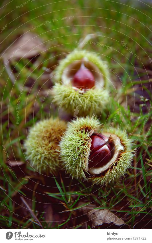 Esskastanien Frucht Ernährung Bioprodukte Herbst Kastanie Maronen Fruchtstand Herbstlaub Wiese ästhetisch lecker natürlich positiv stachelig braun gelb grün