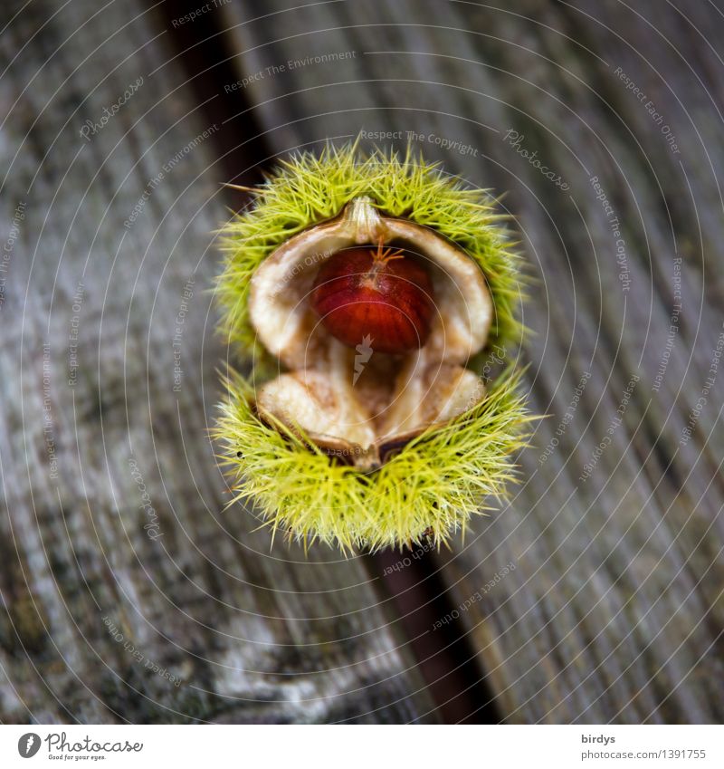 ausgereift Lebensmittel Frucht Maronen Fruchtstand Ernährung Bioprodukte Pflanze Herbst Wildpflanze Holz ästhetisch natürlich positiv stachelig braun gelb grau