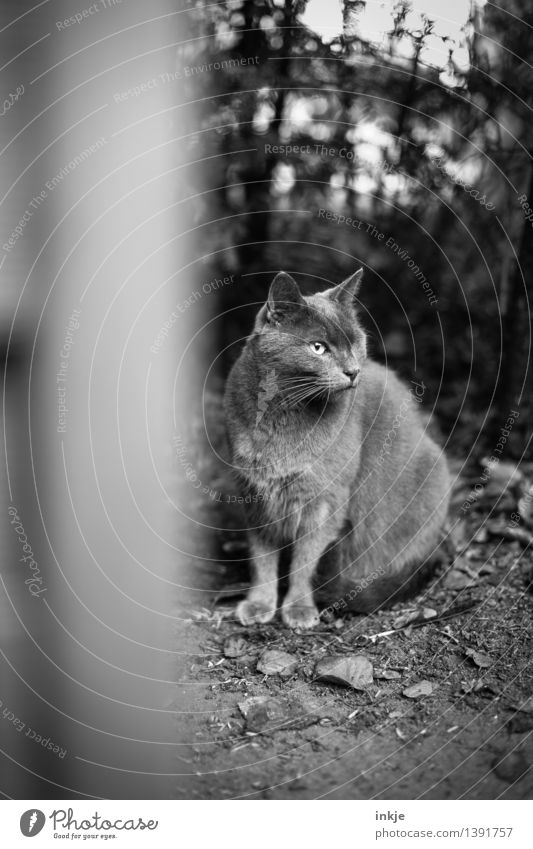 Holzauge sei wachsam Herbst Garten Tier Haustier Katze Hauskatze 1 hocken Blick Auge fehlen Tiergesicht einäugig beobachten Schwarzweißfoto Außenaufnahme