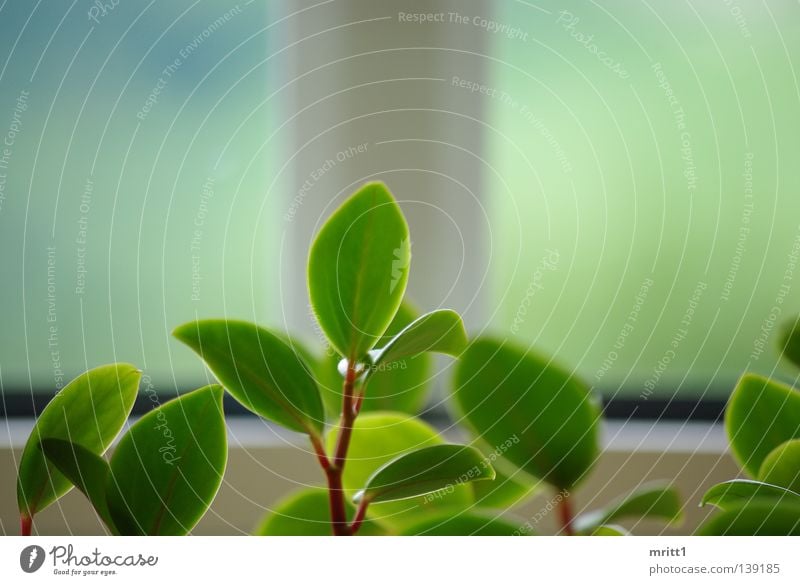 es grünt so grün Fenster Tiefenschärfe Blume Blumenausschnitt grün-weiß Natur im Wohnzimmer ohne Blüten