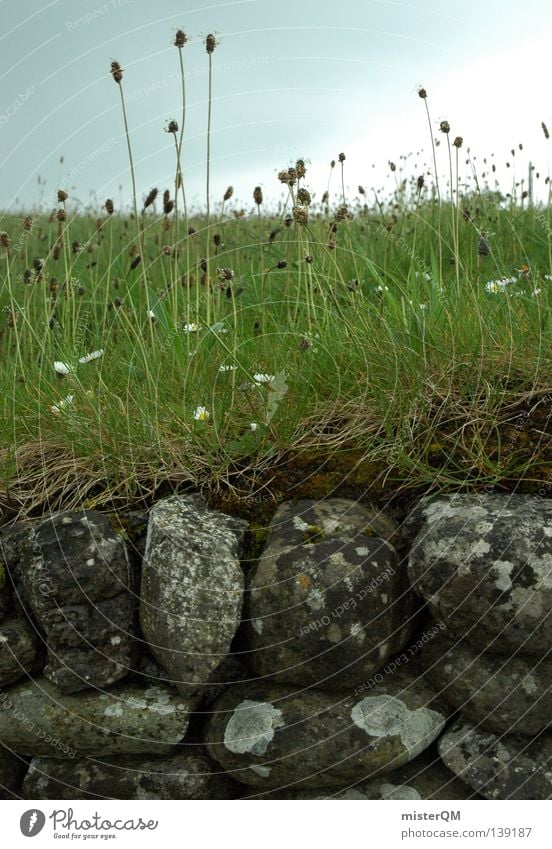 Steinmauer am irischen Newgrange. Mauer bewachsen Gras Halm Blume Moos alt historisch Grabmal Steinzeit schlechtes Wetter Natur Altertum Ruine Europa Trauer