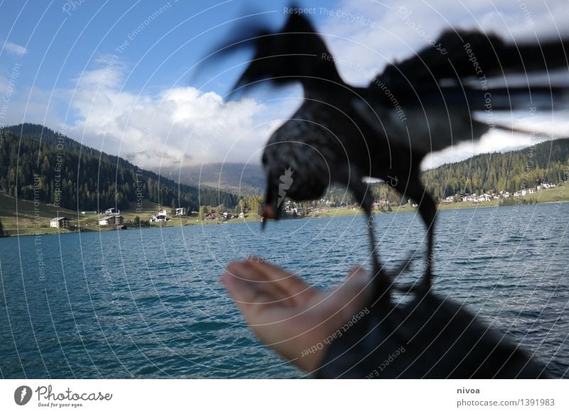 abflug Getreide Ernährung Hand Natur Wasser Himmel Wolken Herbst Berge u. Gebirge See Davos Stadtrand Wege & Pfade Tier Vogel Flügel tannenhäher 1 Essen fliegen