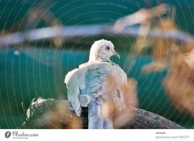 Ring-Necked Taube gehockt auf Niederlassung Natur Tier Vogel 1 beobachten sitzen frei niedlich wild blau braun grau grün weiß Tierwelt wach Schnabel Ast