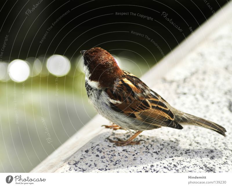 Lazise – Mei a Vogerl. Vogel Uferpromenade Gardasee braun schwarz grün Wegsehen füttern Futter Nahrungssuche Hochmut Feder See stoppen Pause ruhig Langeweile