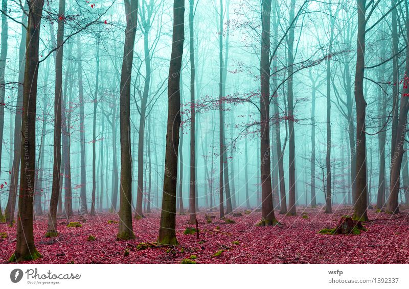 Zauber Wald in rot und türkis Frühling Herbst Nebel Baum Blatt träumen Surrealismus fantasie Märchenwald Zauberwald mystisch verfärbt bezaubernd filter