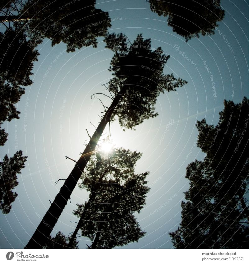 LICHTSCHEIN Baum Pflanze grün Wald Lebewesen Biologie organisch Organ Photosynthese Park Baumkrone Blatt Blätterdach dünn Gegenlicht Sonnenstrahlen Strahlung