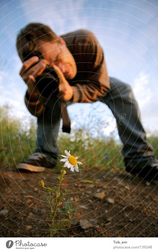 Shooting Star Gras Fotografie gelb planen Gänseblümchen Blume Einsamkeit Blüte Wachstum bedrohlich Stock Freude Makroaufnahme Nahaufnahme daisy flower earth