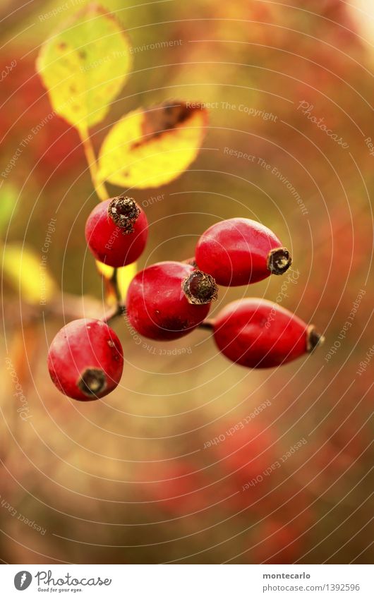 hagebutte Umwelt Natur Herbst Pflanze Sträucher Blatt Blüte Grünpflanze Nutzpflanze Wildpflanze Hagebutten alt dünn authentisch schön klein nah natürlich rund