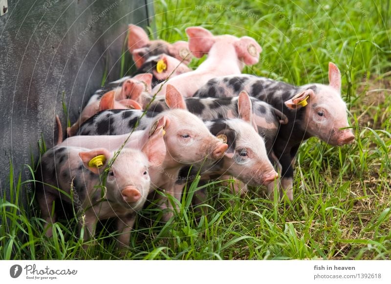 freilaufende Ferkel Landwirtschaft Forstwirtschaft Landschaft Wiese Tier Nutztier Tiergruppe Herde Tierjunges Spielen Wachstum Fröhlichkeit niedlich